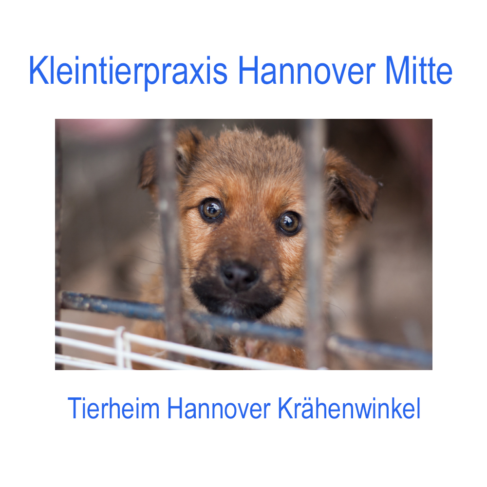 Tierheim_Kraehenwinkel